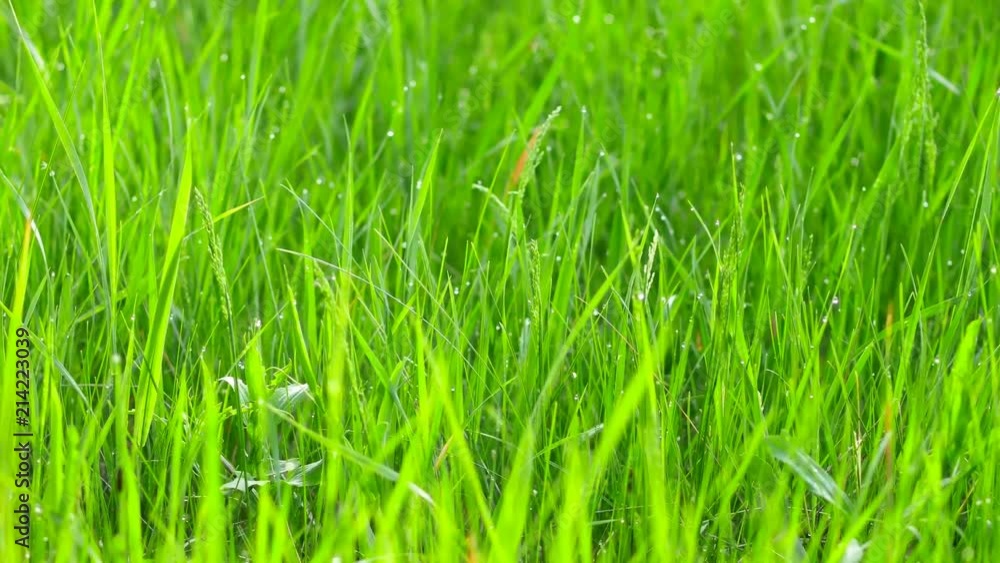 Blurred grass background with water drops. 4K shot with motorized slider. Blurred grass background with water drops. 4K shot with motorized slider.