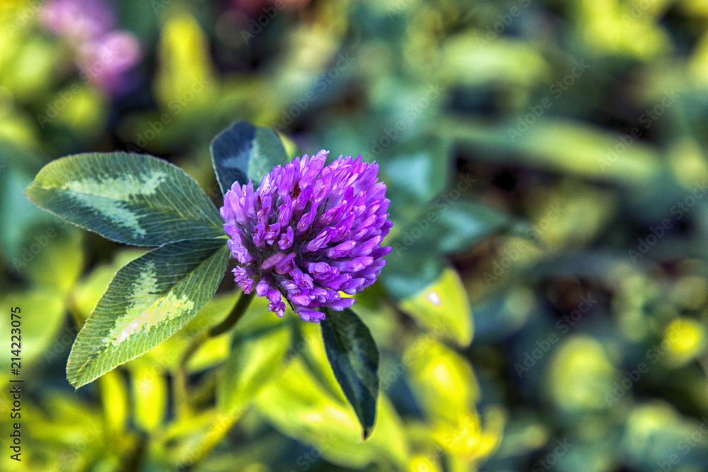 clover flower on grass background clover flower on grass background