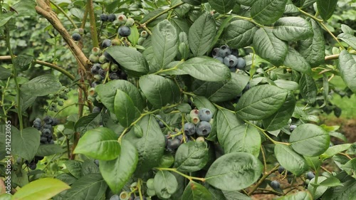 4 fresh blueberry bush full of jucy tasty big berryies of the deep violet color