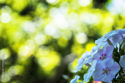 flowers close-up background green bokeh © justoomm