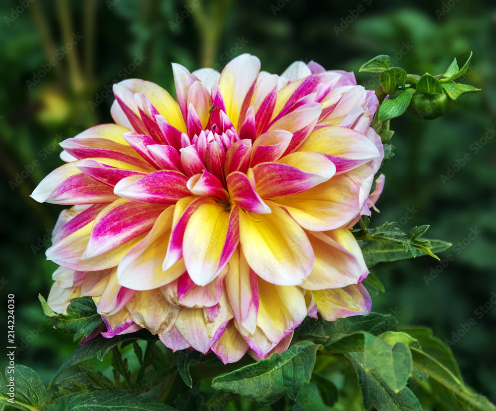 Obraz premium flower dahlias. close-up. nature. flowers.