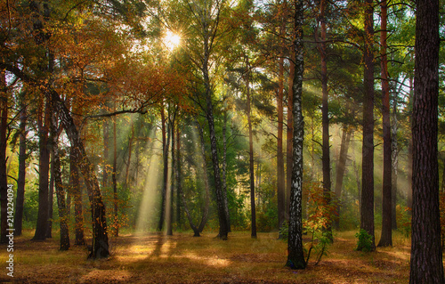 Walk in the autumn forest. Autumn colors. Sun rays.