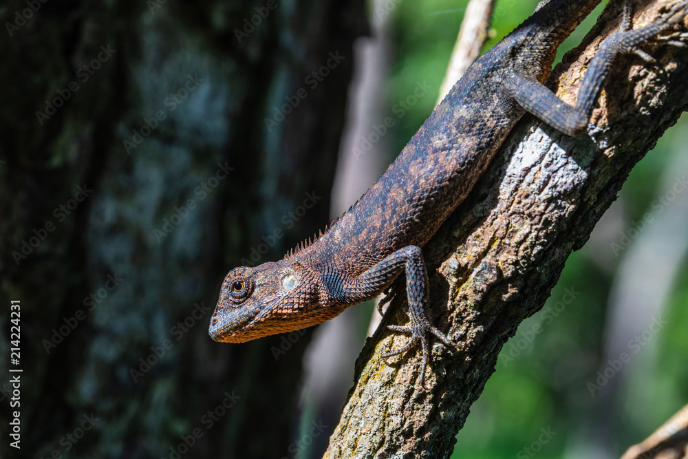 Fototapeta premium A brown Asia chameleon on the tree.