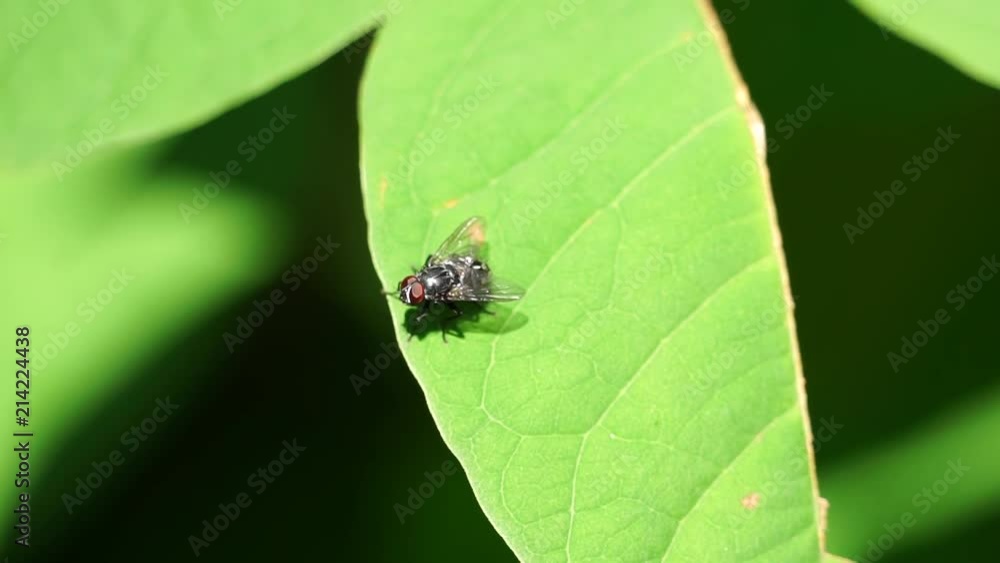 Kleine Fliege sitzt auf einem grünen Blatt im Sonnenlicht und fliegt später davon. Kleine Fliege sitzt auf einem grünen Blatt im Sonnenlicht und fliegt später davon.
