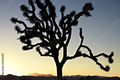 California Sunset with Silhouette Joshua tree. National Park