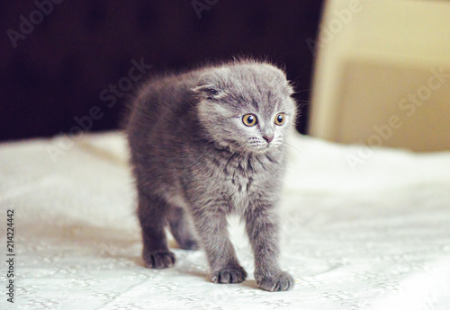 Scottish fold baby cat scared and frustrated