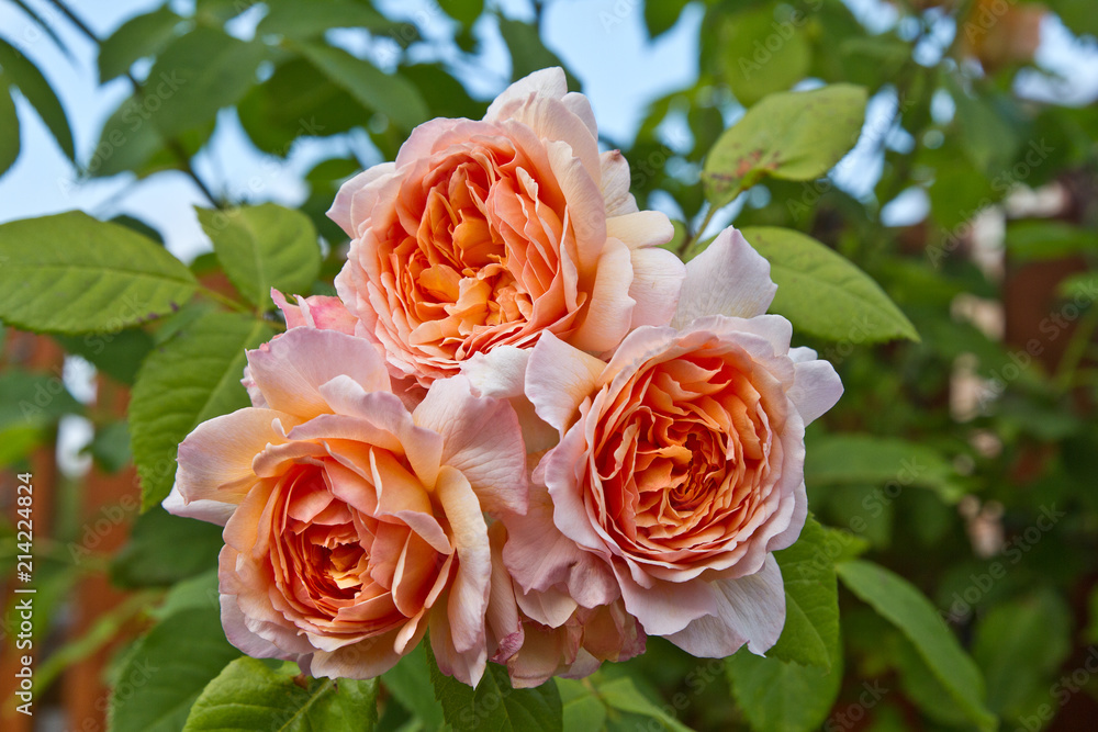 David Austin Rose. English Rose "Grace" Stock Photo | Adobe Stock
