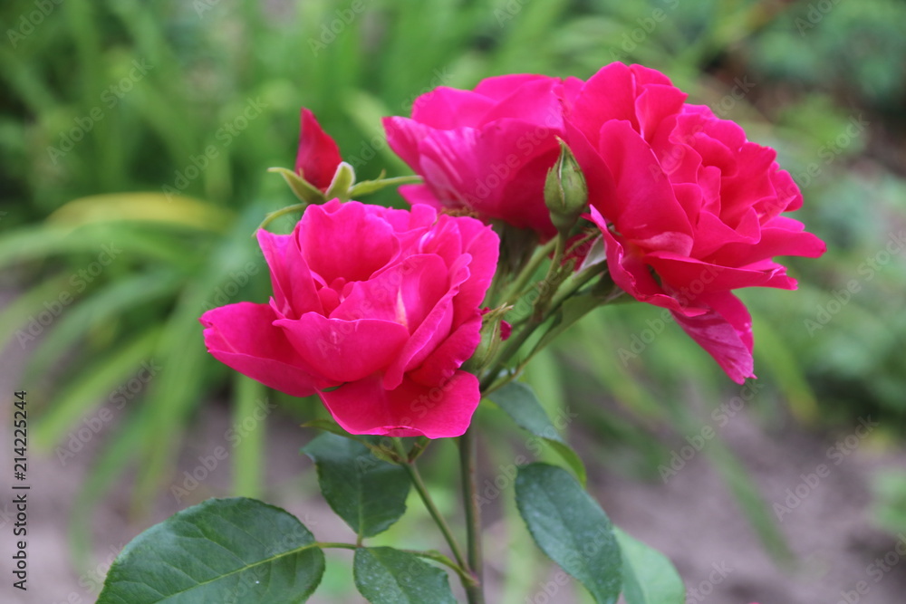 Beautiful pink rose in a garden