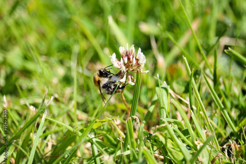 Bee or bumblebee on a clover blossom