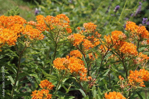 Asclepias tuberosa on Butterfly weed. photo