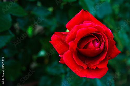 Red rose flower on dark background.