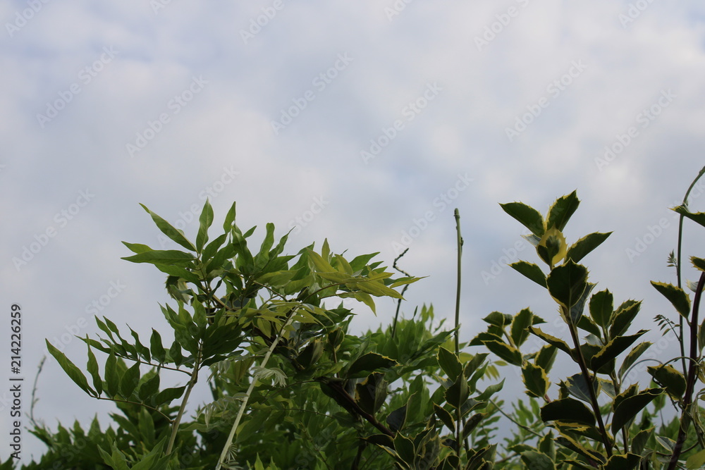 Garden Bush reaching towards hazy sky Garden Bush reaching towards hazy sky