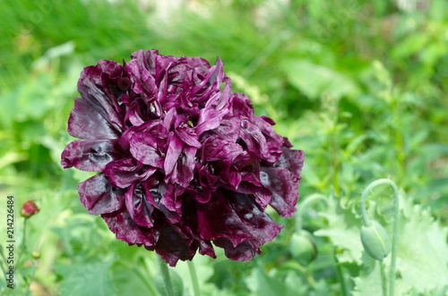 Fototapeta Naklejka Na Ścianę i Meble -  Peony Terry poppy blooms on the flower bed