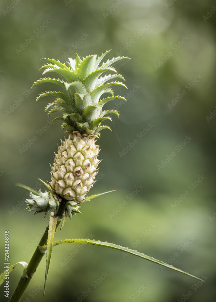 Pineapple Bud2 Pineapple Bud2