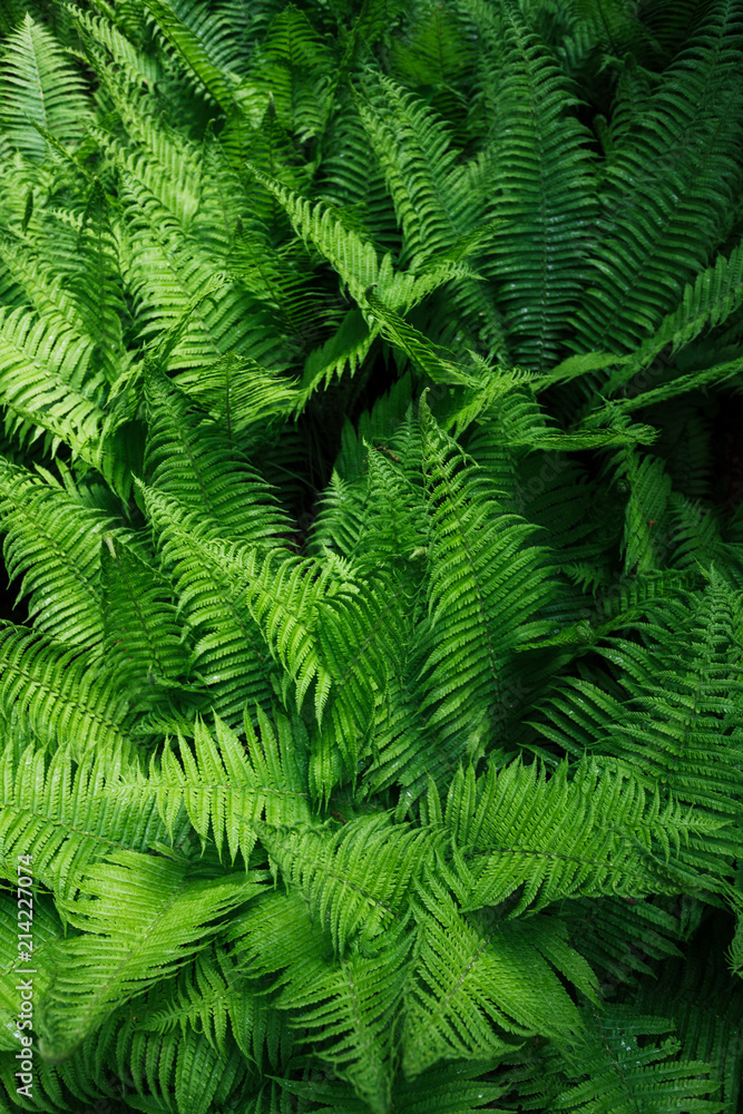 leaves background texture. green leaf leaves background texture. green leaf