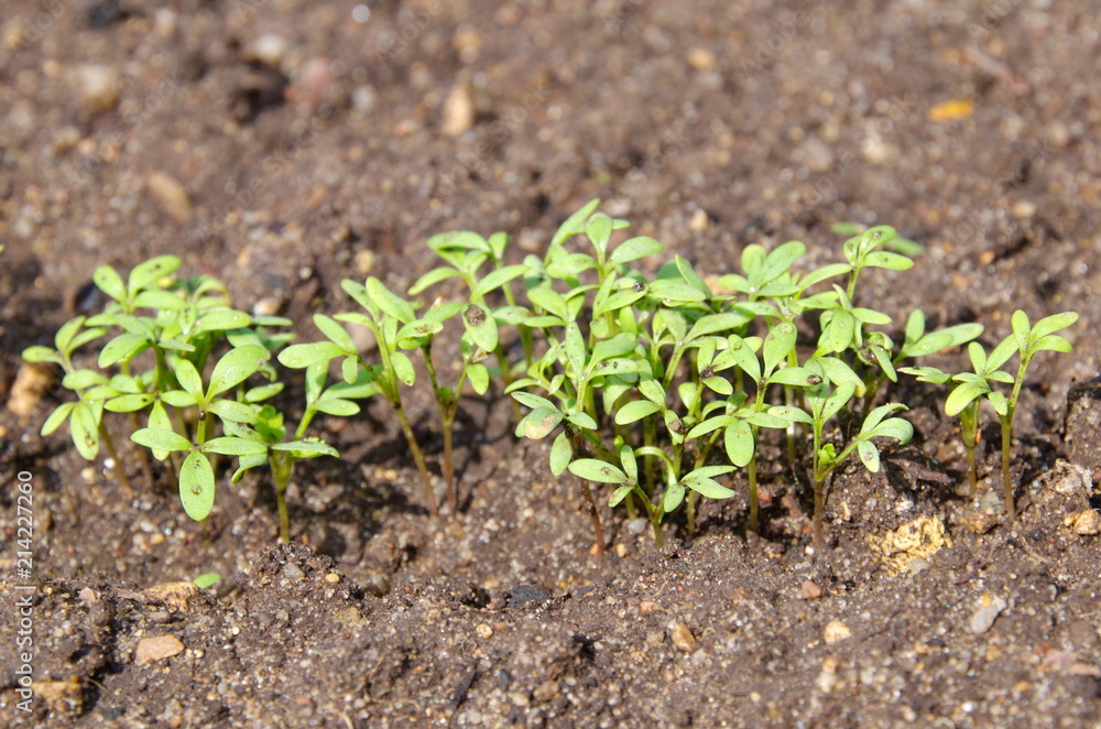 Cress salad sprouts on the vegetable garden Cress salad sprouts on the vegetable garden