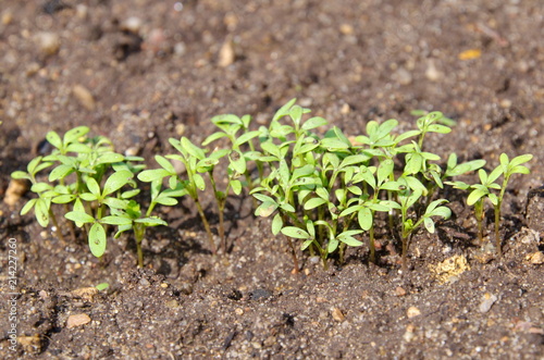 Cress salad sprouts on the vegetable garden