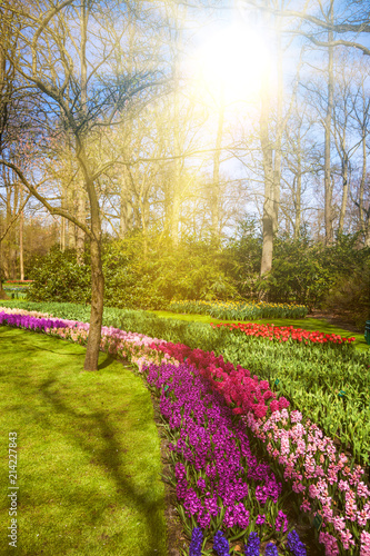 Fototapeta Naklejka Na Ścianę i Meble -  Beautiful garden.  spring garden. Green park
