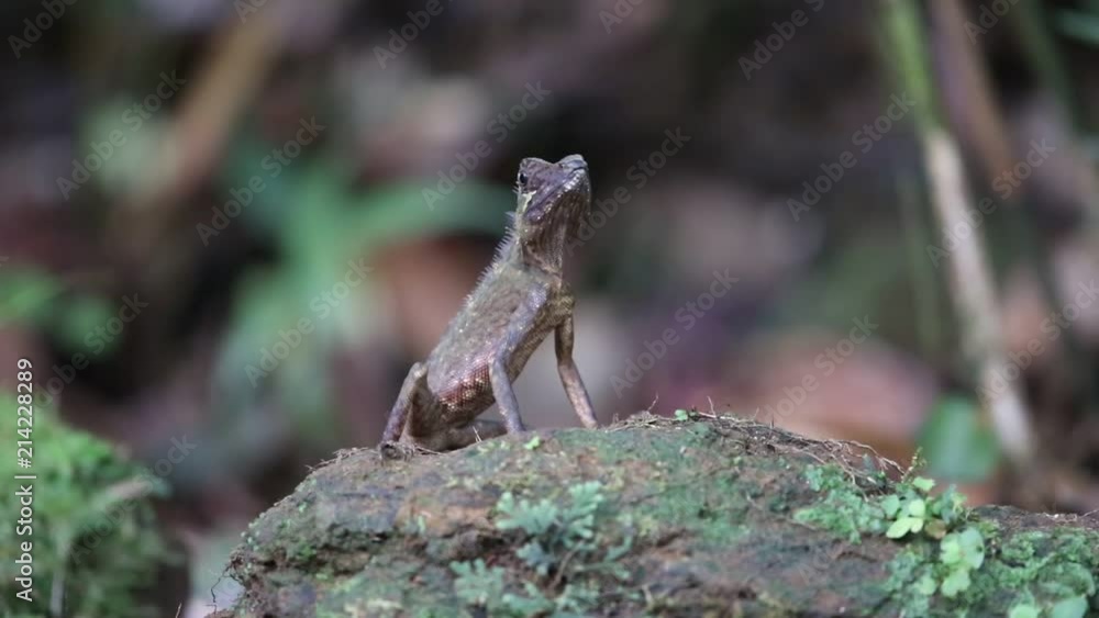 Borneo Anglehead Lizard or Borneo forest dragon (Gonocephalus bornensis) in Sabah, Borneo, Malaysia