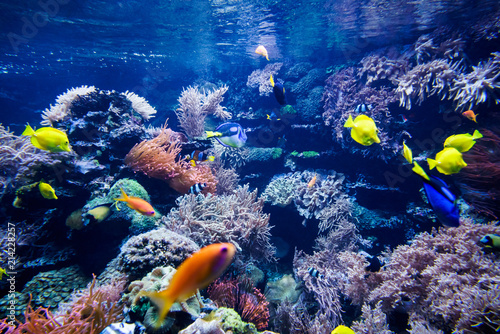 Aquarium. Underwater life landscape