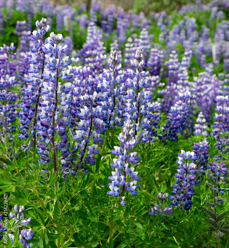 Nootka Lupin - Lupin field in Iceland