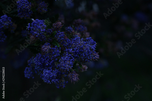 Flowers on a bush at dusk