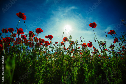 Poppy field background. Field of poppies. Beautiful field of red poppies in the sunset light. Landscape with nice sunset over poppy field. Red flowers against blue sky in morning