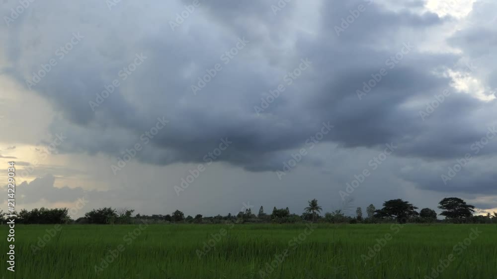 rice field in the evening and rainy weather.4k video rice field in the evening and rainy weather.4k video