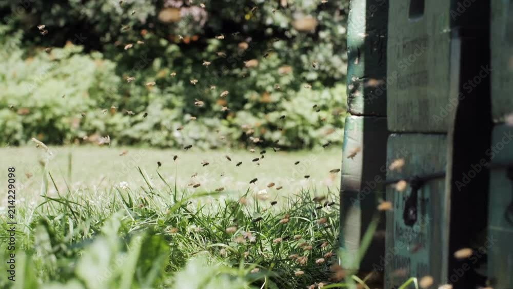 Slow motion close up shot of a bee swarm at a beehive Slow motion close up shot of a bee swarm at a beehive