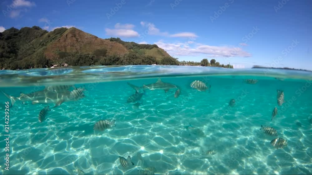 Over under sea surface sharks,tropical fish and bird ,Pacific ocean, French Polynesia Over under sea surface sharks,tropical fish and bird ,Pacific ocean, French Polynesia