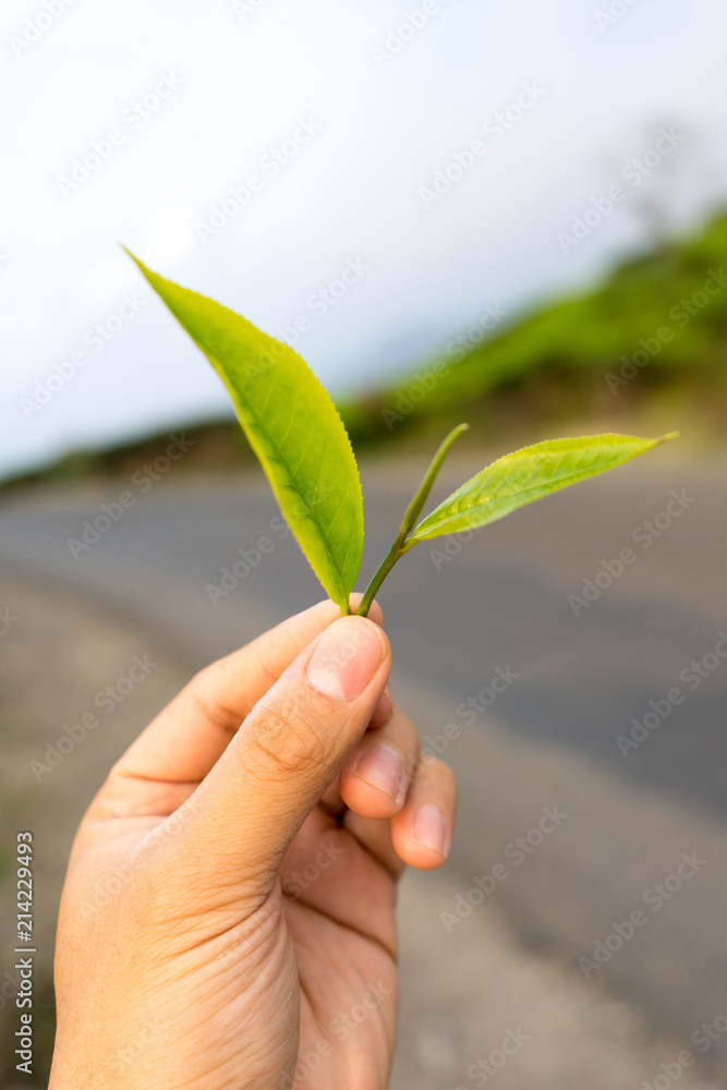 Green tea bud and leaves on hands, tip of tea leaves growing . Tea plantations at Indonesia Green tea bud and leaves on hands, tip of tea leaves growing . Tea plantations at Indonesia
