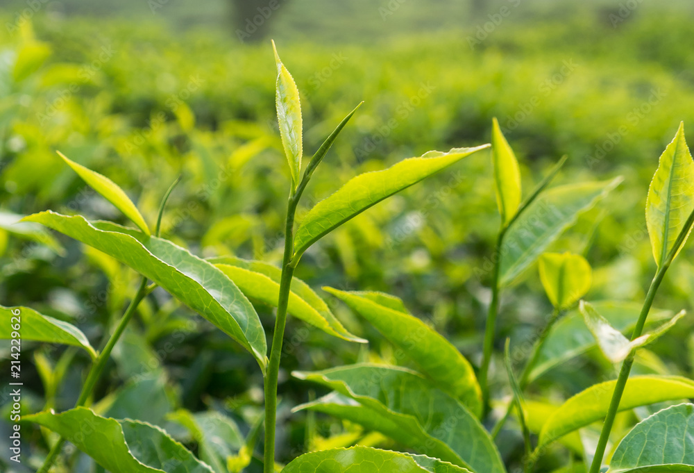 Green tea bud and leaves, tip of tea leaves growing . Tea plantations at Indonesia Green tea bud and leaves, tip of tea leaves growing . Tea plantations at Indonesia