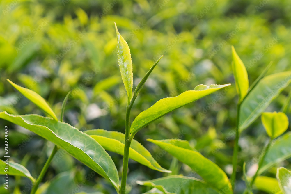 Fototapeta premium Green tea bud and leaves, tip of tea leaves growing . Tea plantations at Indonesia