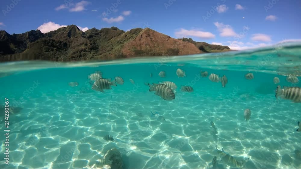 Over under sea surface sharks,tropical fish and bird ,Pacific ocean, French Polynesia Over under sea surface sharks,tropical fish and bird ,Pacific ocean, French Polynesia