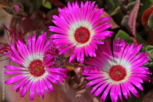 Bl  hende Mittagsblume  Dorotheanthus bellidiformis   in pink  
