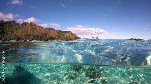 Over under sea surface sharks,tropical fish and bird ,Pacific ocean, French Polynesia