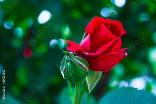 Red rose Bud in the garden