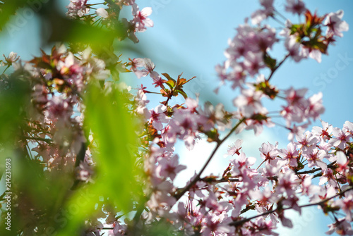 Kirschblüte