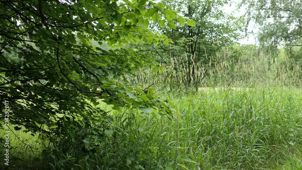 Summer Landscape With Trees And Grass Field Summer Landscape With Trees And Grass Field