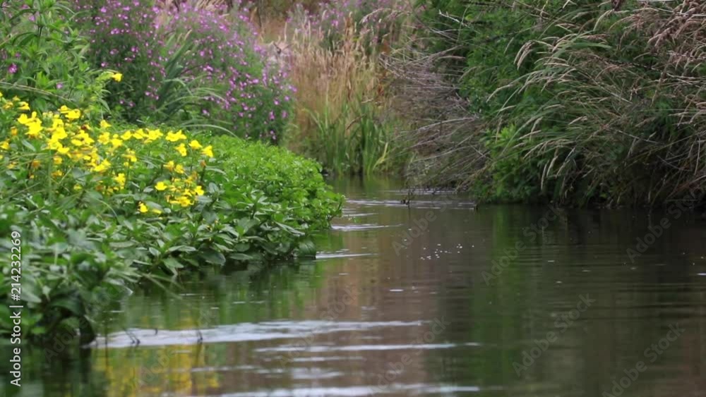 landscape scenes of small stream, river and the blooms on its banks during a sunny afternoon in july, scotland landscape scenes of small stream, river and the blooms on its banks during a sunny afternoon in july, scotland
