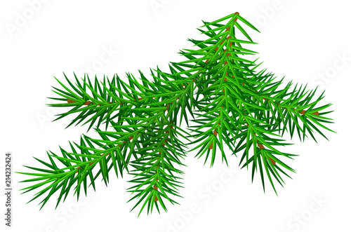 Green branch pine tree isolated on white