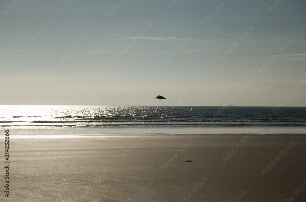 A flying bird over the sandy beach with a reflection