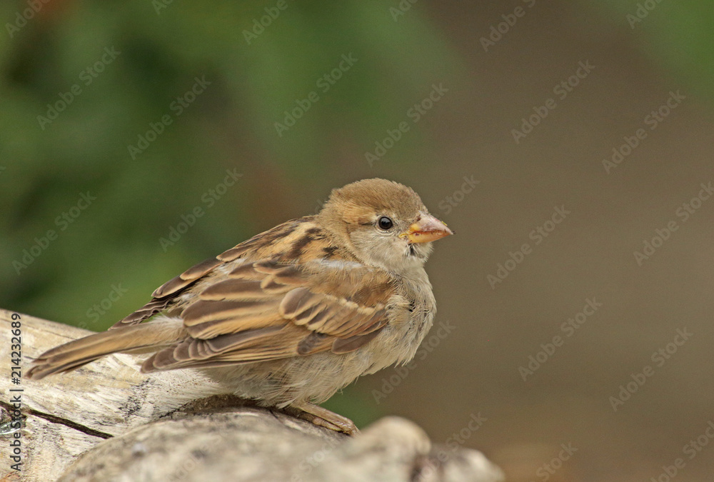 junger Haussperling junger Haussperling