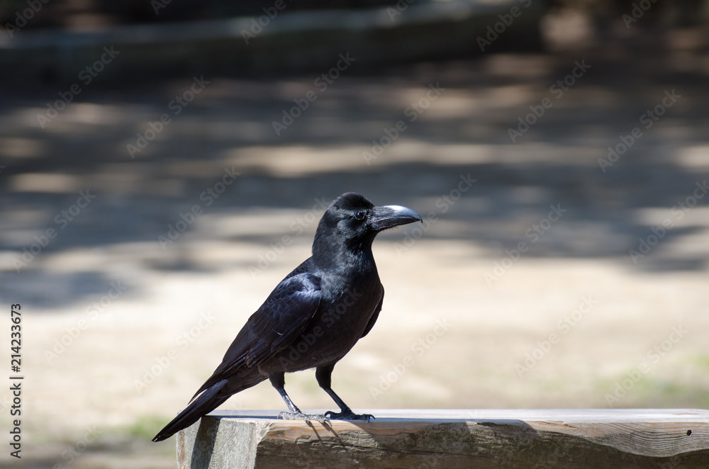 Black raven looking for meal at Kamakura`s gardens Black raven looking for meal at Kamakura`s gardens