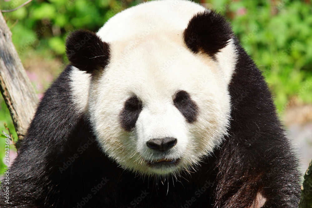 Face à face avec un panda géant Face à face avec un panda géant