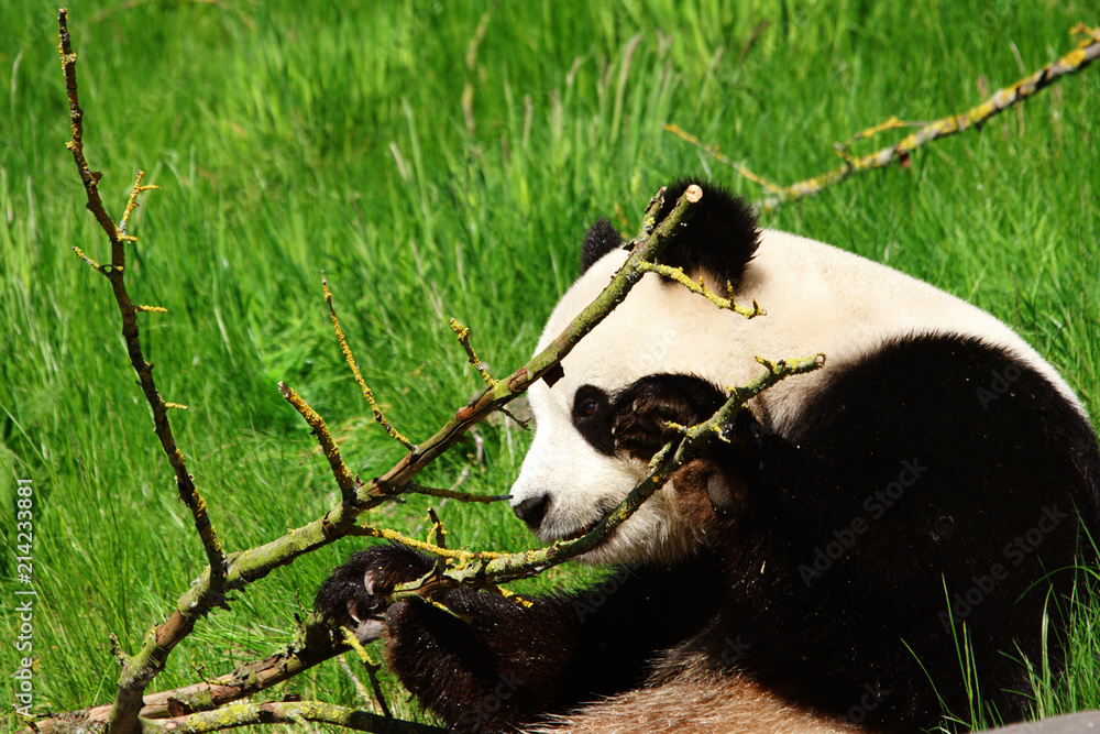 Panda rongant une branche