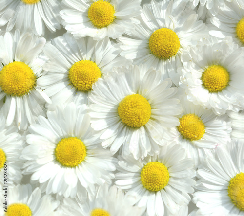 beautiful summer bright light floral background  pattern  of white with yellow flowers of chamomiles