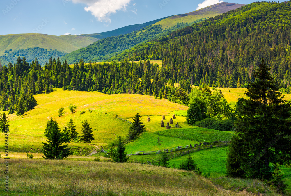 beautiful rural scenery in mountains. haystack on the grassy agricultural fields among the spruce forest on the hills
