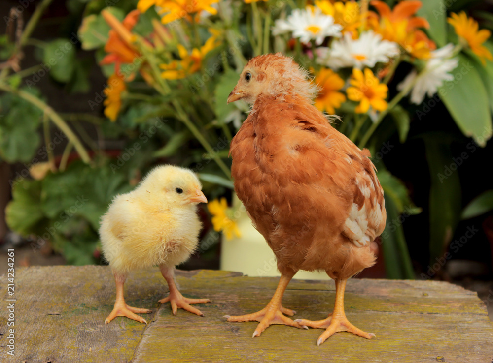 Comparative concept of two small chickens. Summer-autumn still life concept. Bright wallpaper