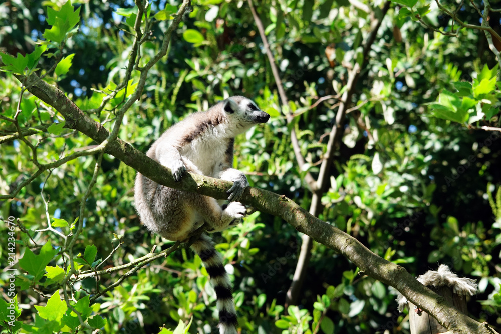 Obraz premium lémurien dans un arbre